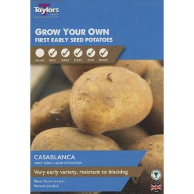 Casablanca Seed Potatoes Taster Pack of 10